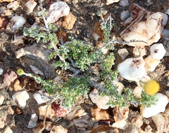 Foveolina dichotoma