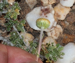 Foveolina dichotoma
