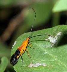 Braconinae