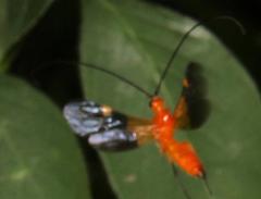 Braconinae