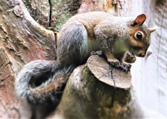 Sciurus carolinensis