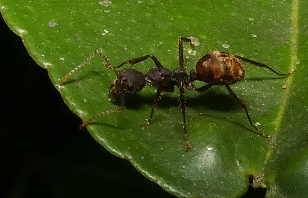 Dolichoderus bidens
