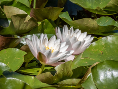Nymphaea × marliacea