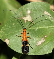 Braconinae
