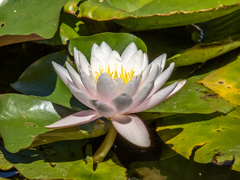 Nymphaea × marliacea