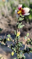 Roepera sessilifolia