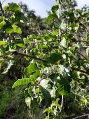 Schinus latifolia