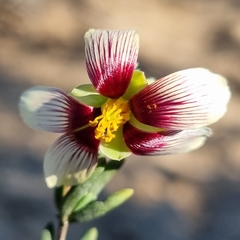 Roepera sessilifolia