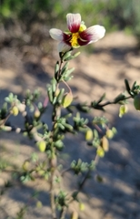 Roepera sessilifolia