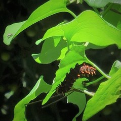 Battus polydamas lucayus