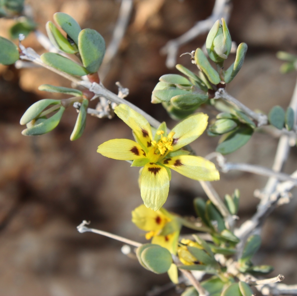 Roepera cuneifolia