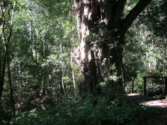 Platylophus trifoliatus