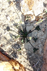 Oxalis pes-caprae pes-caprae