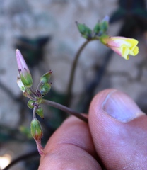 Oxalis pes-caprae pes-caprae