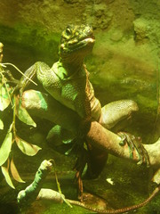 Hydrosaurus pustulatus