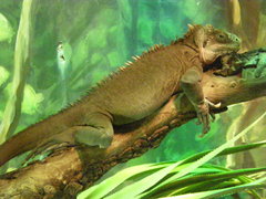 Iguana delicatissima