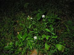 Micranthes clusii lepismigena