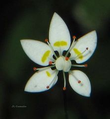 Micranthes clusii lepismigena