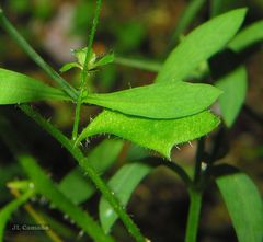 Micranthes clusii lepismigena