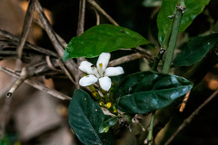 Mitriostigma axillare