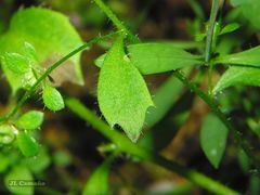 Micranthes clusii lepismigena
