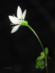 Micranthes clusii lepismigena