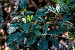 Mitriostigma axillare