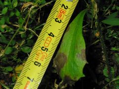 Micranthes clusii lepismigena