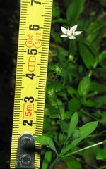 Micranthes clusii lepismigena