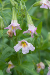 Erythranthe erubescens