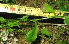 Micranthes clusii lepismigena