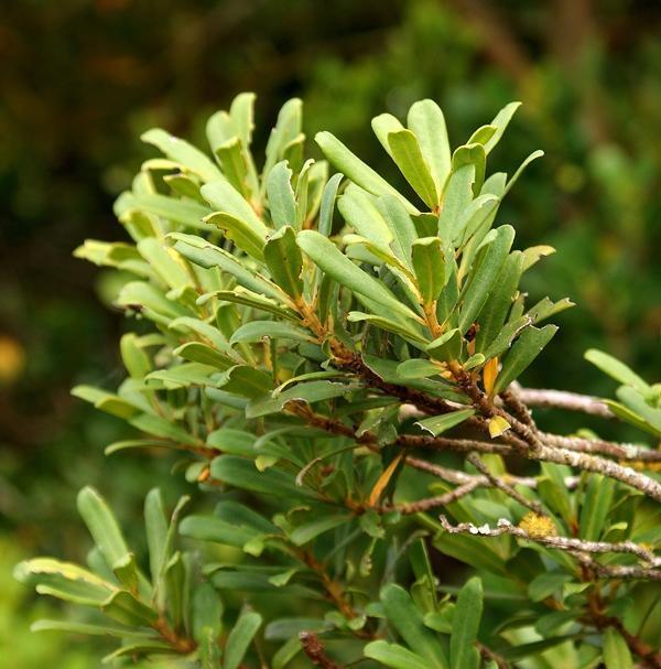 Dwarf Cape Beech