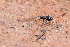 Cicindela bicolor