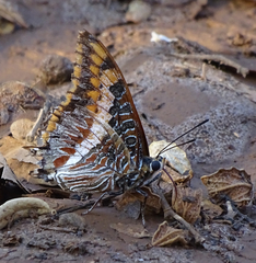 Charaxes saturnus saturnus