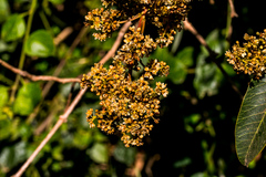 Protorhus longifolia