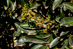 Protorhus longifolia