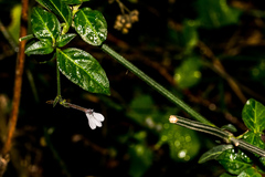 Rhinacanthus gracilis latilabiatus