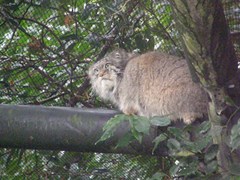 Otocolobus manul
