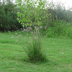 Populus mexicana