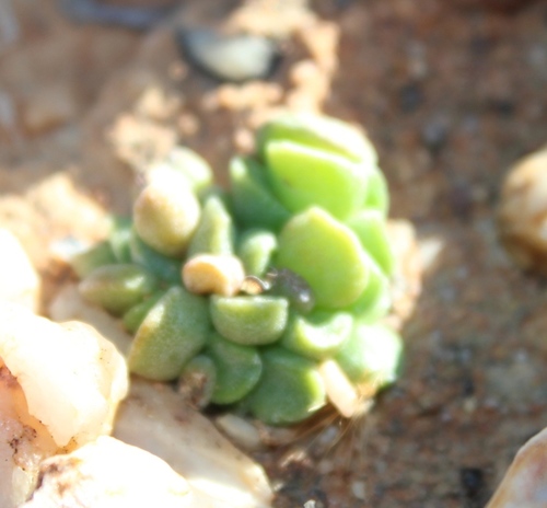 Adromischus marianiae var. immaculatus 3