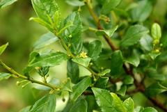 Rhamnus prinoides