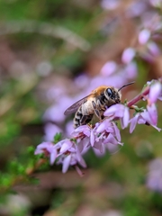 Andrena fuscipes