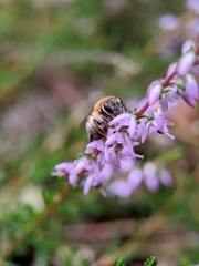 Andrena fuscipes