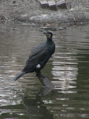 Phalacrocorax carbo