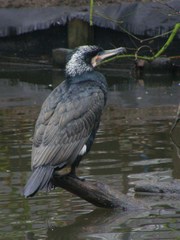 Phalacrocorax carbo