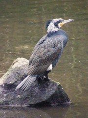 Phalacrocorax carbo