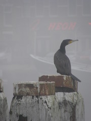 Phalacrocorax carbo