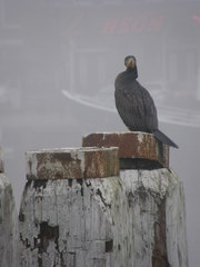 Phalacrocorax carbo