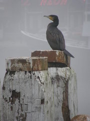 Phalacrocorax carbo