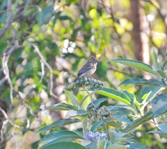 Carpodacus erythrinus